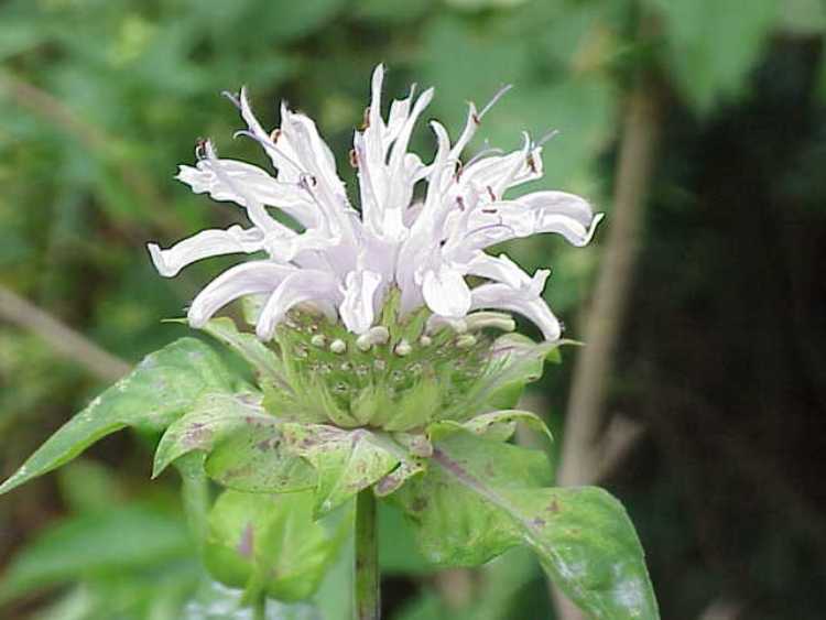 MONARDA HYBRIDA SCHNEEWOLKE