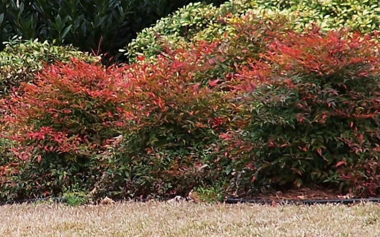 NANDINA DOMESTICA