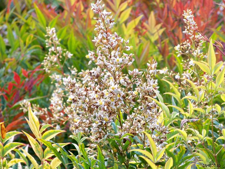NANDINA DOMESTICA
