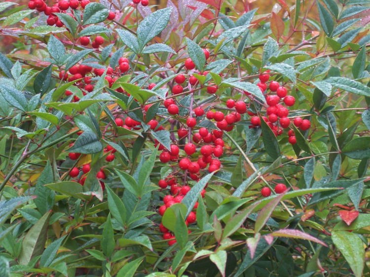 NANDINA DOMESTICA
