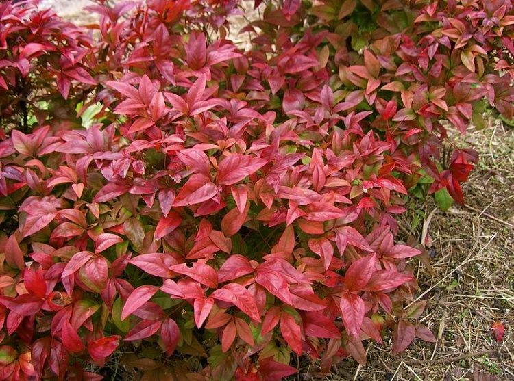 NANDINA DOMESTICA FIRE POWER