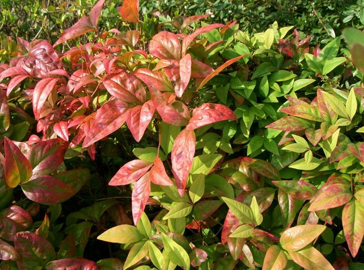 NANDINA DOMESTICA FIRE POWER