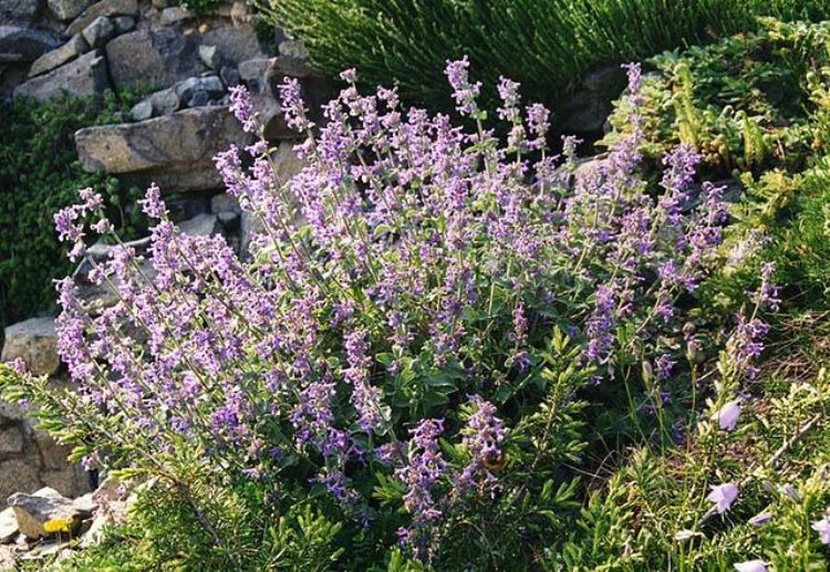 NEPETA FAASSENII