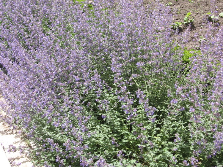 NEPETA FAASSENII
