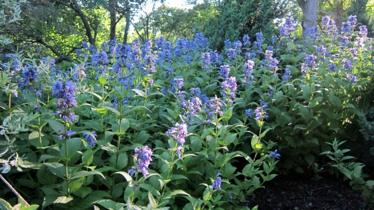 NEPETA SUBSESSILIS