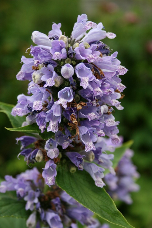 NEPETA SUBSESSILIS