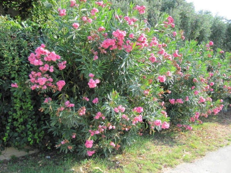 NERIUM OLEANDER