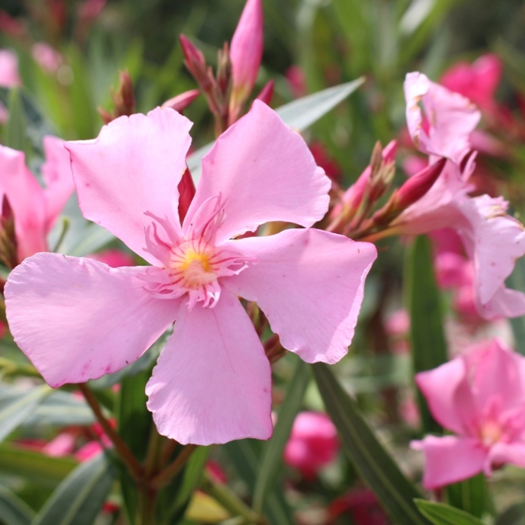 NERIUM OLEANDER