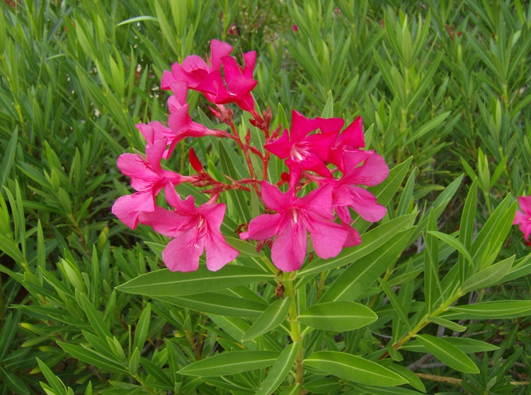 NERIUM OLEANDER