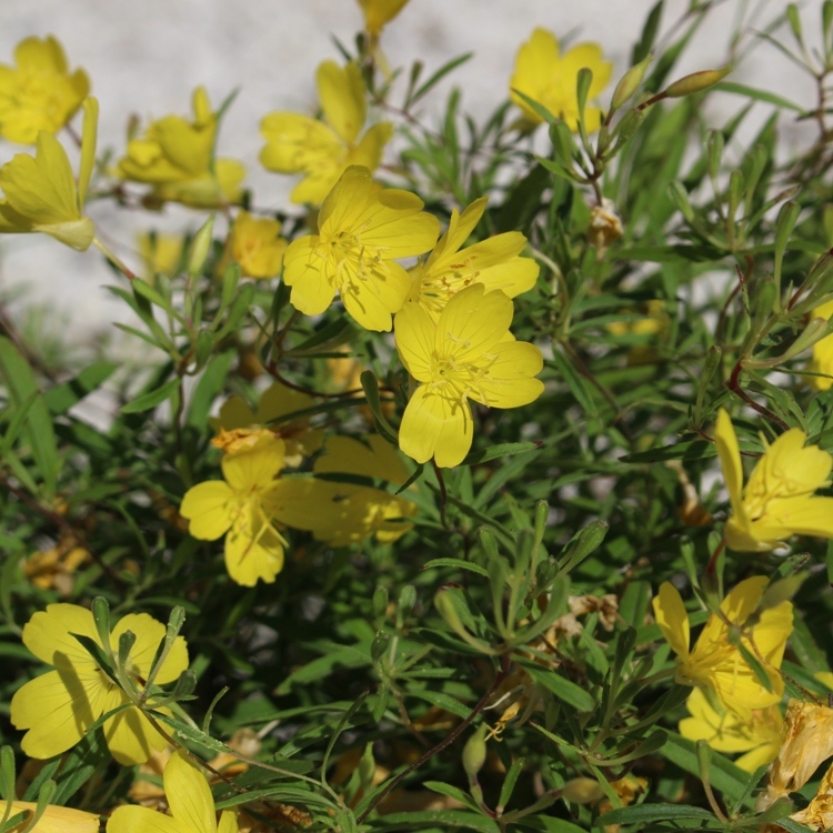 OENOTHERA AFRICAN SUN