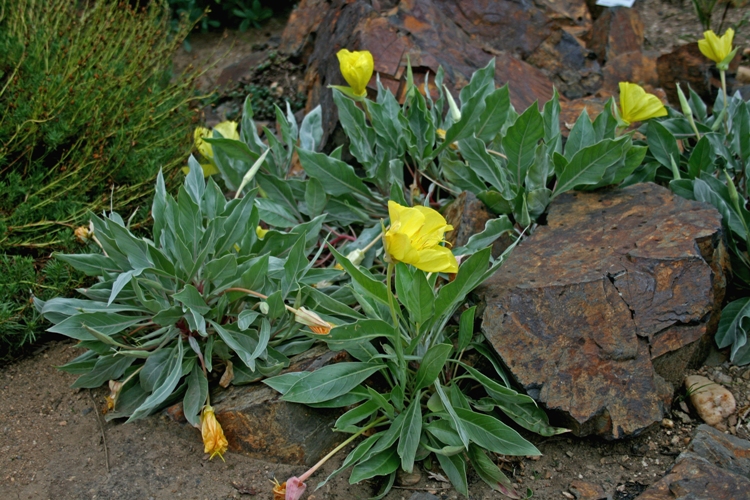 OENOTHERA MISSOURIENSIS