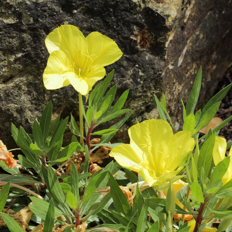 OENOTHERA MISSOURIENSIS