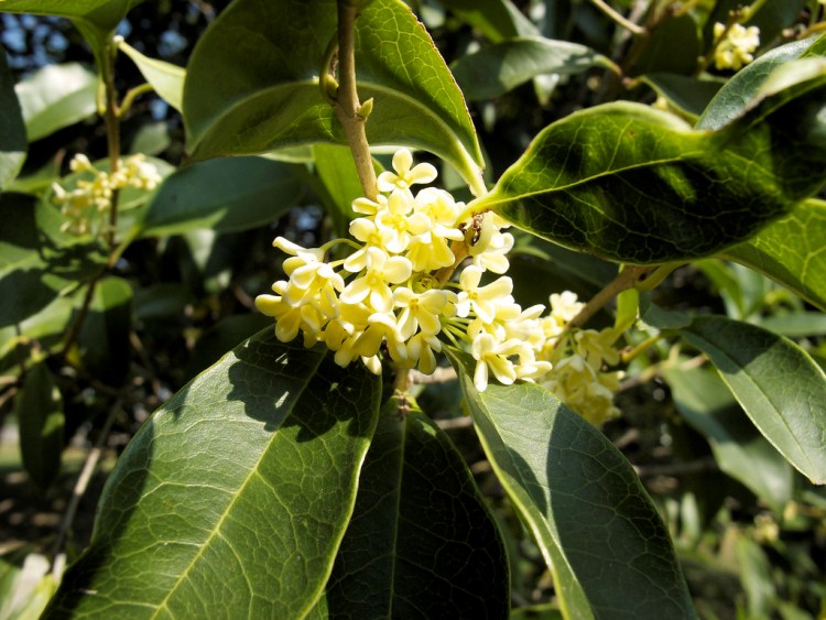 OSMANTHUS FRAGRANS