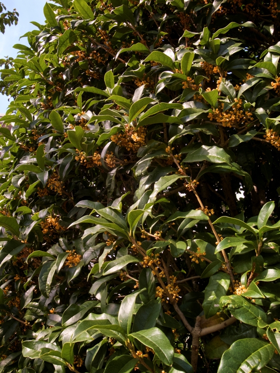 OSMANTHUS FRAGRANS AURANTIACUS
