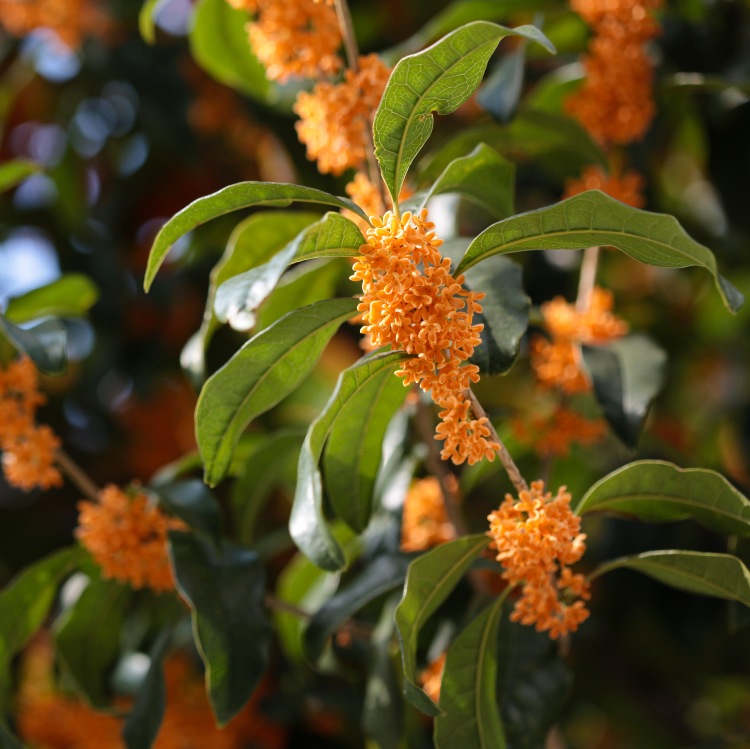 OSMANTHUS FRAGRANS AURANTIACUS