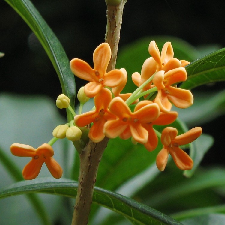 OSMANTHUS FRAGRANS AURANTIACUS