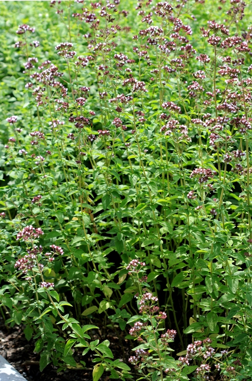 ORIGANUM VULGARE