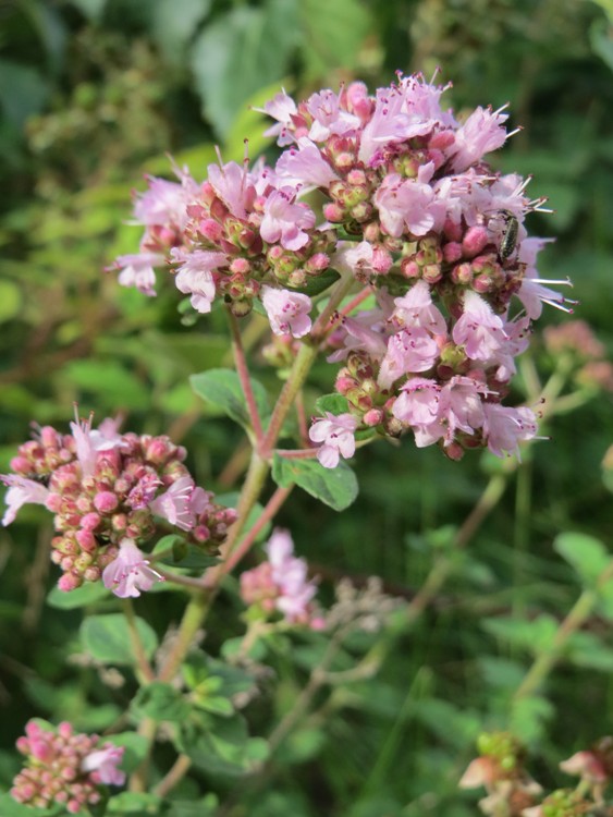 ORIGANUM VULGARE