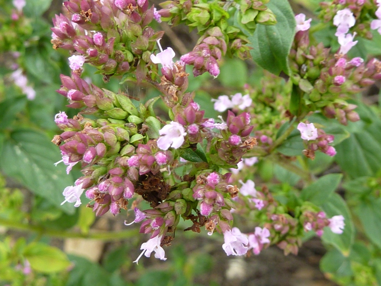 ORIGANUM VULGARE