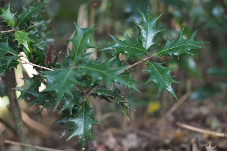 OSMANTHUS HETEROPHYLLUS GULFTIDE