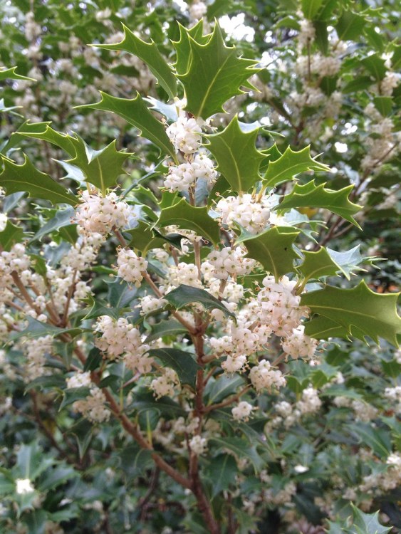 OSMANTHUS HETEROPHYLLUS GULFTIDE