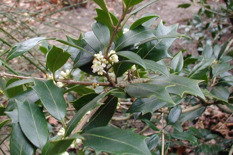 OSMANTHUS HETEROPHYLLUS ILICIFOLIUS