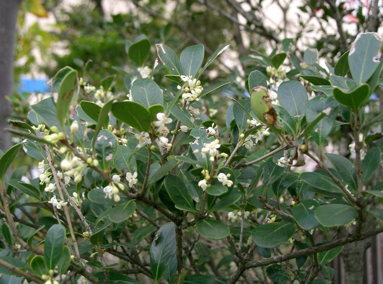 OSMANTHUS HETEROPHYLLUS ROTUNDIFOLIA