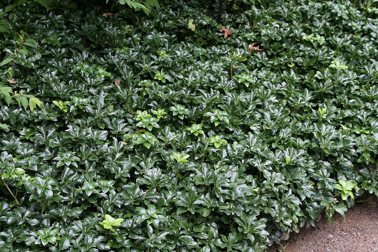 PACHYSANDRA TERMINALIS