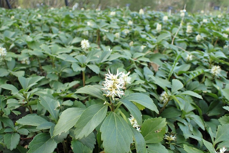 PACHYSANDRA TERMINALIS