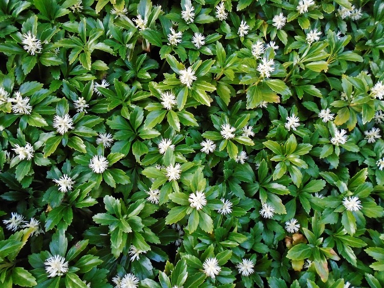 PACHYSANDRA TERMINALIS GREEN CARPET