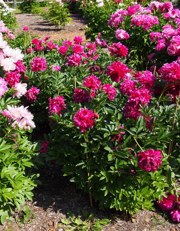 PAEONIA LACTIFLORA KARL ROSENFIELD
