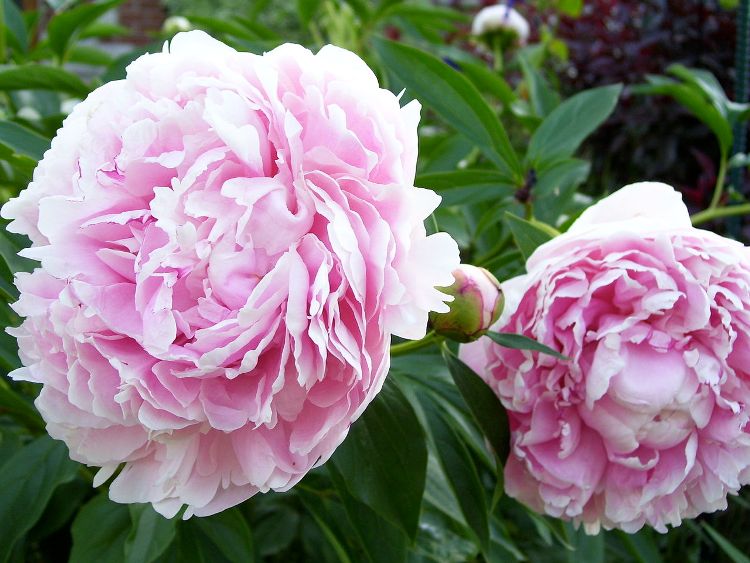 PAEONIA LACTIFLORA SARAH BERNHARDT