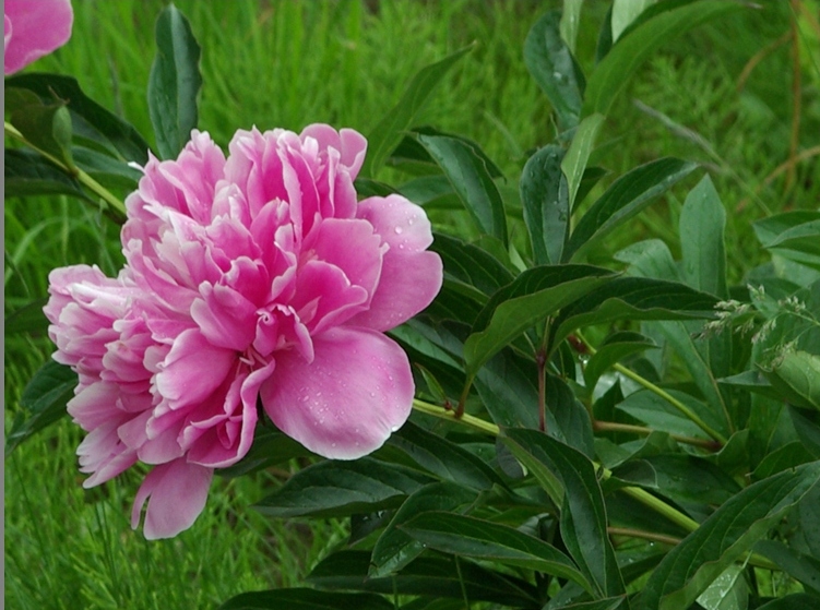 PAEONIA OFFICINALIS ROSEA PLENA