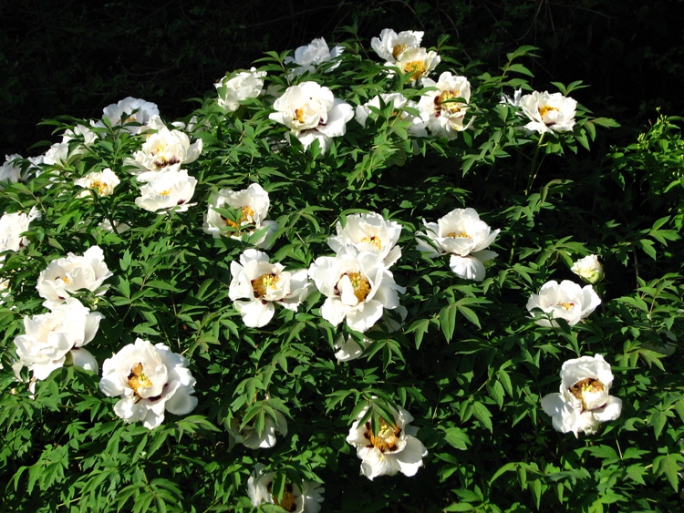 PAEONIA SUFFRUTTICOSA IN VARIETA'