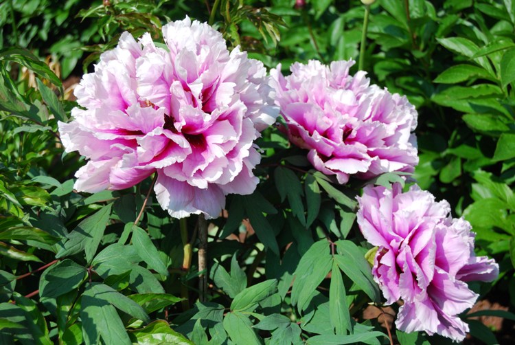 PAEONIA SUFFRUTTICOSA IN VARIETA'