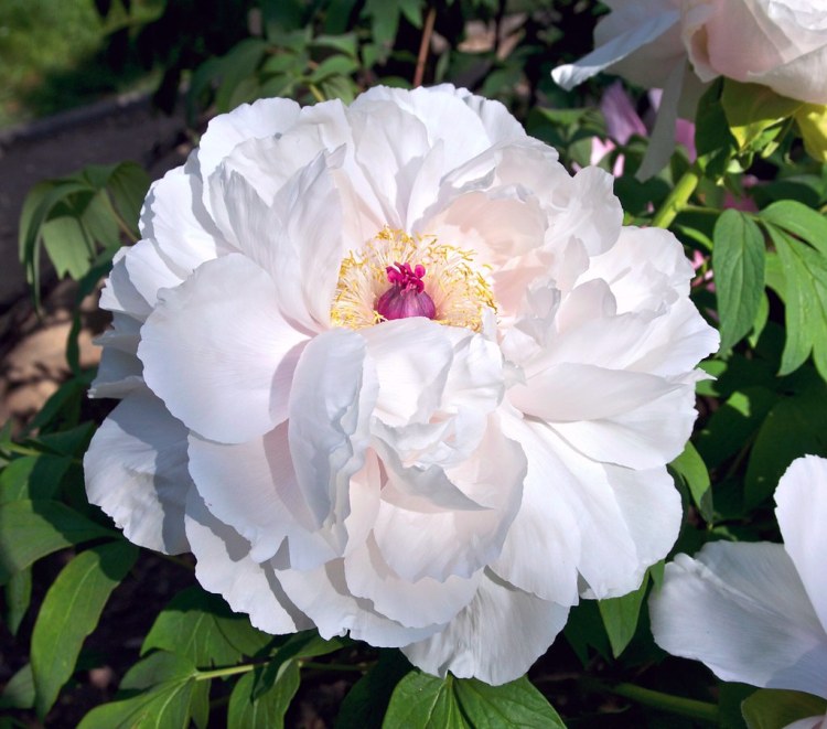 PAEONIA SUFFRUTTICOSA IN VARIETA'