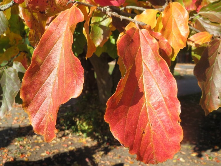 PARROTIA PERSICA