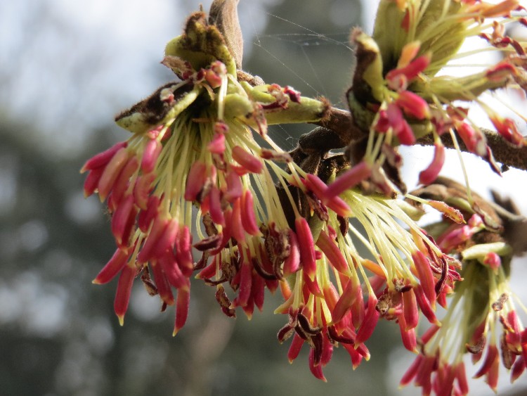 PARROTIA PERSICA