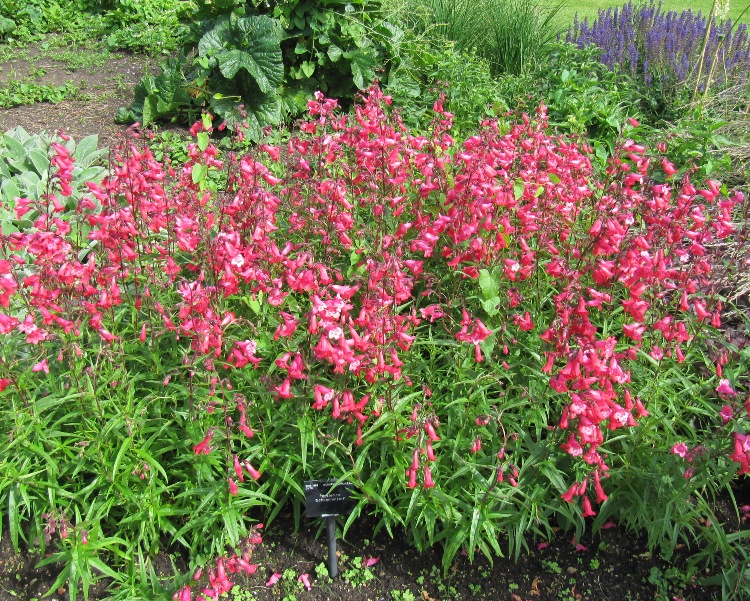 PENSTEMON HYBRIDUM SCHONHOLZERI