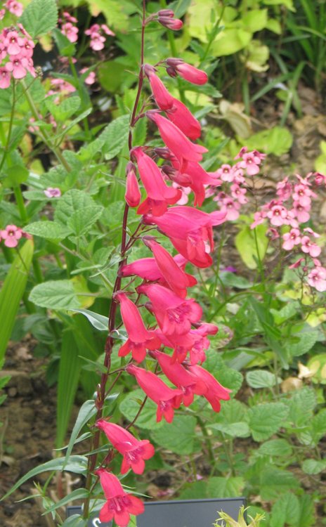 PENSTEMON HYBRIDUM SCHONHOLZERI