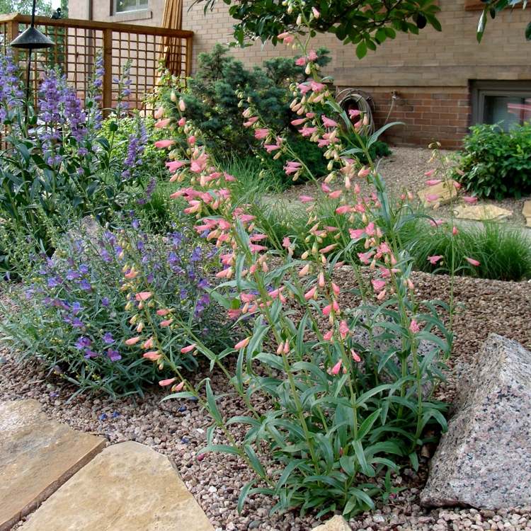 PENSTEMON HYBRIDUM