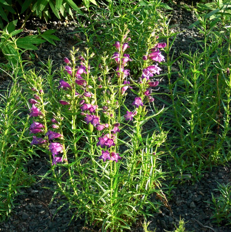 PENSTEMON MEXICALE SUNBURST RUBY