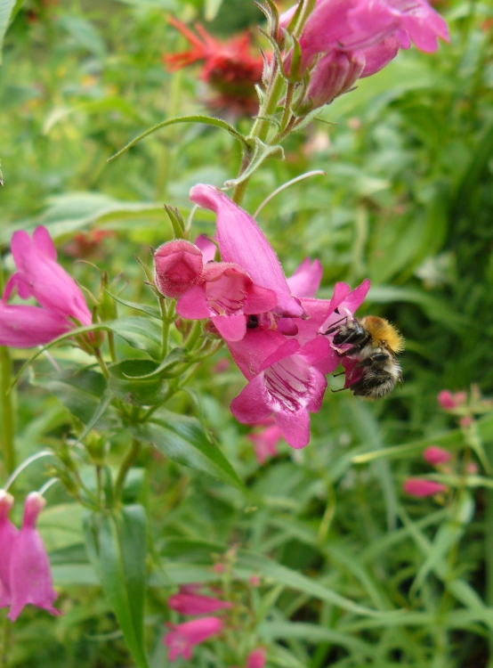 PENSTEMON MEXICALE SUNBURST RUBY