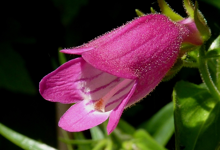 PENSTEMON MEXICALE SUNBURST RUBY