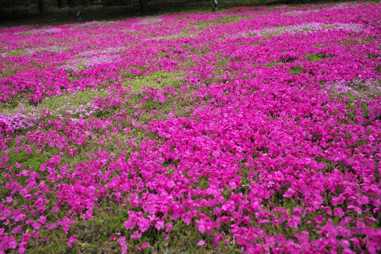 PHLOX DOUGLASII TYCOON