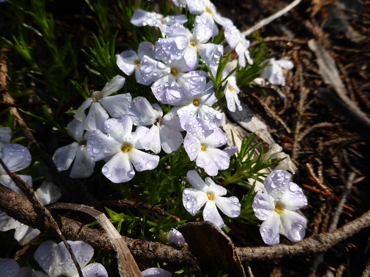 PHLOX DOUGLASII WHITE ADMIRAL