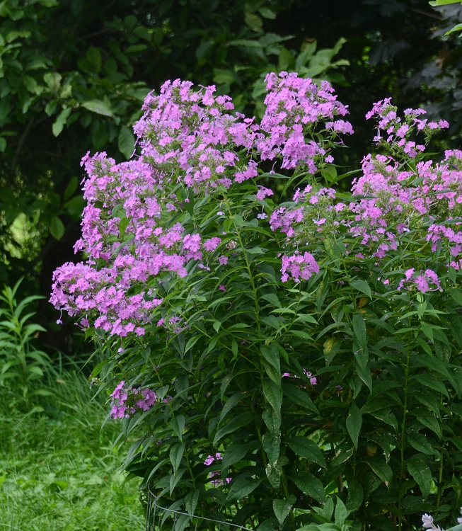 PHLOX PANICULATA