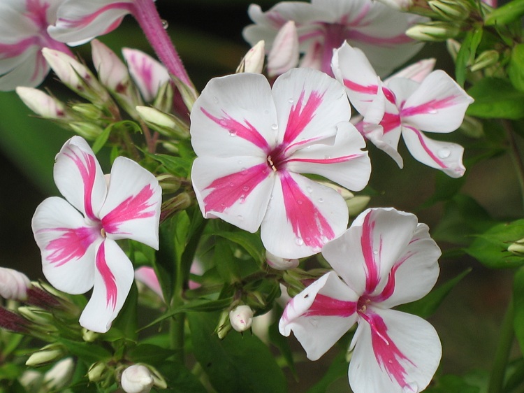 PHLOX PANICULATA