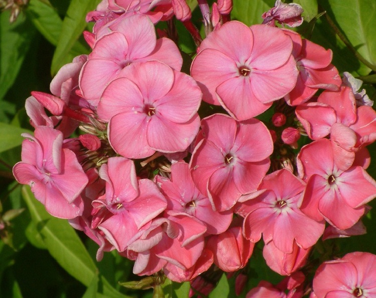 PHLOX PANICULATA RIJNSTROOM