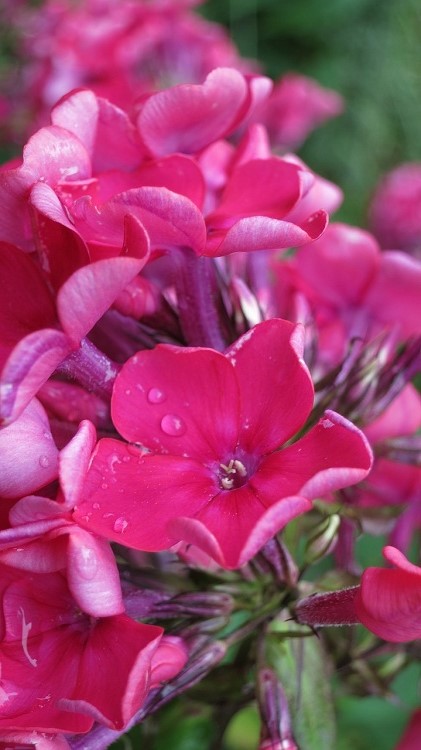PHLOX PANICULATA SEPTEMBERGLUT